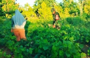 Perkuat Swasembada Pangan, Babinsa Krueng Raya Dampingi Petani Kacang Hijau