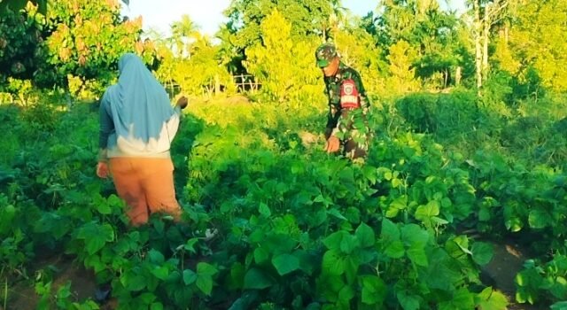 Perkuat Swasembada Pangan, Babinsa Krueng Raya Dampingi Petani Kacang Hijau