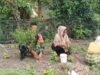 Babinsa Jaboi Aktif Dampingi Perawatan Cabai, Berikan Semangat Petani Tingkatkan Hasil Panen