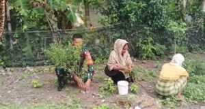 Babinsa Jaboi Aktif Dampingi Perawatan Cabai, Berikan Semangat Petani Tingkatkan Hasil Panen