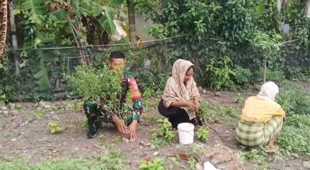 Babinsa Jaboi Aktif Dampingi Perawatan Cabai, Berikan Semangat Petani Tingkatkan Hasil Panen