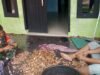 Babinsa Paya Seunara Bantu Proses Pengolahan Pinang, Bukti Kedekatan TNI dengan Masyarakat