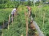 Babinsa Ie Meulee Dorong Semangat Petani Cabai Optimalkan Lahan Kosong demi Ketahanan Pangan