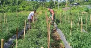 Babinsa Ie Meulee Dorong Semangat Petani Cabai Optimalkan Lahan Kosong demi Ketahanan Pangan