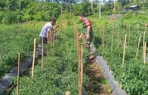 Babinsa Ie Meulee Dorong Semangat Petani Cabai Optimalkan Lahan Kosong demi Ketahanan Pangan