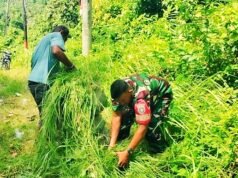 Babinsa Krueng Raya Turun ke Lapangan, Bantu Warga Cari Pakan Ternak Sapi