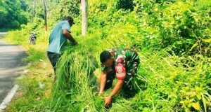Babinsa Krueng Raya Turun ke Lapangan, Bantu Warga Cari Pakan Ternak Sapi