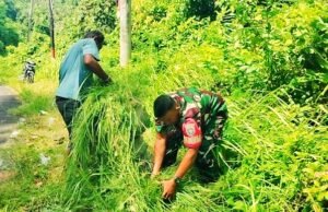 Babinsa Krueng Raya Turun ke Lapangan, Bantu Warga Cari Pakan Ternak Sapi