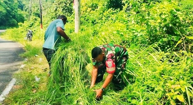 Babinsa Krueng Raya Turun ke Lapangan, Bantu Warga Cari Pakan Ternak Sapi