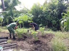 Dukung Ketahanan Pangan, Babinsa Koramil 01/Sukajaya Bantu Warga Rawat Tanaman Palawija