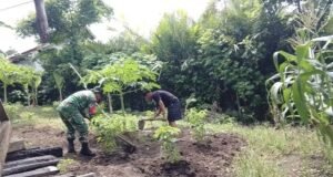 Dukung Ketahanan Pangan, Babinsa Koramil 01/Sukajaya Bantu Warga Rawat Tanaman Palawija