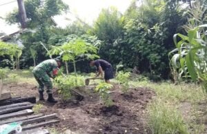 Dukung Ketahanan Pangan, Babinsa Koramil 01/Sukajaya Bantu Warga Rawat Tanaman Palawija