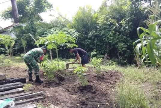Dukung Ketahanan Pangan, Babinsa Koramil 01/Sukajaya Bantu Warga Rawat Tanaman Palawija
