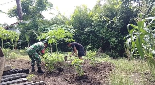 Dukung Ketahanan Pangan, Babinsa Koramil 01/Sukajaya Bantu Warga Rawat Tanaman Palawija
