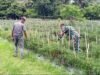 Babinsa Cot Ba’U Pantau Pertumbuhan Cabai Merah, Dukung Ekonomi Warga dan Swasembada Pangan
