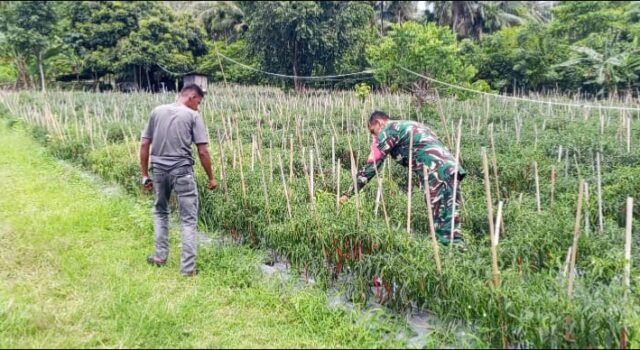 Babinsa Cot Ba’U Pantau Pertumbuhan Cabai Merah, Dukung Ekonomi Warga dan Swasembada Pangan