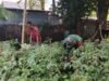 Babinsa Kuta Barat Turun ke Kebun, Bantu Petani Rawat Tanaman Tomat Demi Dukung Ketahanan Pangan