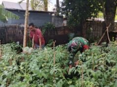 Babinsa Kuta Barat Turun ke Kebun, Bantu Petani Rawat Tanaman Tomat Demi Dukung Ketahanan Pangan