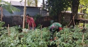 Babinsa Kuta Barat Turun ke Kebun, Bantu Petani Rawat Tanaman Tomat Demi Dukung Ketahanan Pangan
