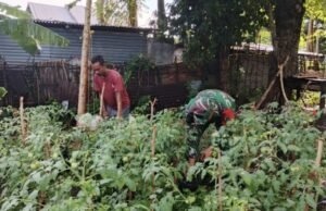 Babinsa Kuta Barat Turun ke Kebun, Bantu Petani Rawat Tanaman Tomat Demi Dukung Ketahanan Pangan