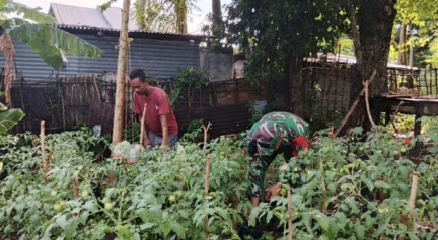 Babinsa Kuta Barat Turun ke Kebun, Bantu Petani Rawat Tanaman Tomat Demi Dukung Ketahanan Pangan
