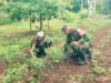 Babinsa Krueng Raya Dampingi Petani Cabai Merah, Perkuat Ketahanan Pangan dari Tingkat Desa