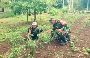 Babinsa Krueng Raya Dampingi Petani Cabai Merah, Perkuat Ketahanan Pangan dari Tingkat Desa