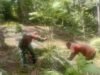 Semangat Kebersamaan, Babinsa Batee Shoek Bantu Warga Tata Kembali Kebun Produktif