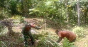 Semangat Kebersamaan, Babinsa Batee Shoek Bantu Warga Tata Kembali Kebun Produktif