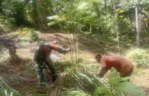 Semangat Kebersamaan, Babinsa Batee Shoek Bantu Warga Tata Kembali Kebun Produktif