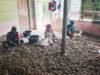 Babinsa Paya Seunara Ringankan Pekerjaan Warga Kupas Pinang, Wujud Nyata Kedekatan TNI dengan Masyarakat