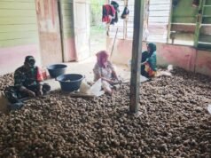 Babinsa Paya Seunara Ringankan Pekerjaan Warga Kupas Pinang, Wujud Nyata Kedekatan TNI dengan Masyarakat