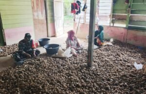 Babinsa Paya Seunara Ringankan Pekerjaan Warga Kupas Pinang, Wujud Nyata Kedekatan TNI dengan Masyarakat
