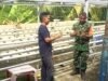 Babinsa Pantau Sawi Hidroponik, Inovasi Gampong Paya Perkuat Ketahanan Pangan