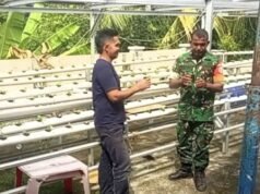 Babinsa Pantau Sawi Hidroponik, Inovasi Gampong Paya Perkuat Ketahanan Pangan