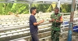 Babinsa Pantau Sawi Hidroponik, Inovasi Gampong Paya Perkuat Ketahanan Pangan