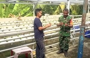 Babinsa Pantau Sawi Hidroponik, Inovasi Gampong Paya Perkuat Ketahanan Pangan