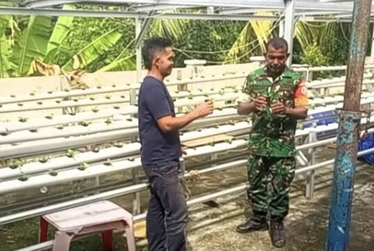 Babinsa Pantau Sawi Hidroponik, Inovasi Gampong Paya Perkuat Ketahanan Pangan