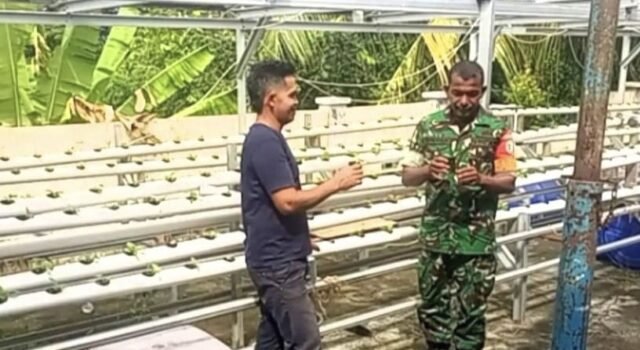 Babinsa Pantau Sawi Hidroponik, Inovasi Gampong Paya Perkuat Ketahanan Pangan