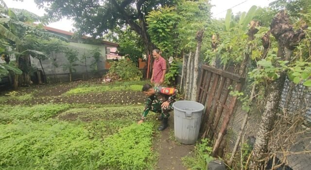Babinsa Pantau Ketahanan Pangan Warga, Pastikan Sektor Pertanian di Kuta Ateuh Terus Produktif