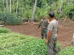 Babinsa Batee Shoek Dampingi Perawatan Sayuran, Wujud Nyata Dukungan Ketahanan Pangan di Sabang