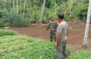 Babinsa Batee Shoek Dampingi Perawatan Sayuran, Wujud Nyata Dukungan Ketahanan Pangan di Sabang