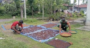 Babinsa Cot Abeuk Bantu Warga Jemur Hasil Panen Cengkeh, Wujud Kepedulian TNI kepada Petani