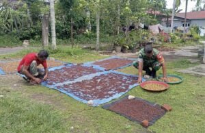 Babinsa Cot Abeuk Bantu Warga Jemur Hasil Panen Cengkeh, Wujud Kepedulian TNI kepada Petani