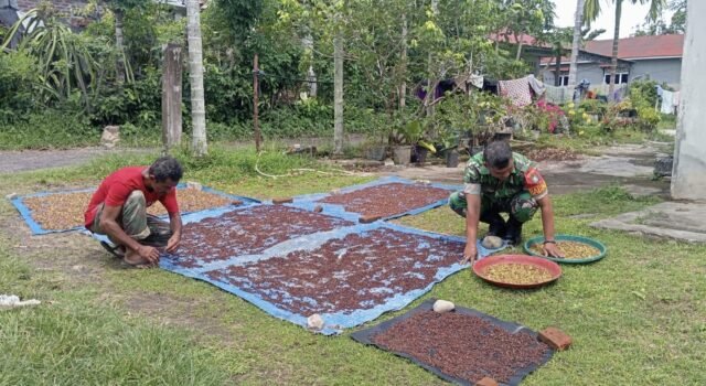 Babinsa Cot Abeuk Bantu Warga Jemur Hasil Panen Cengkeh, Wujud Kepedulian TNI kepada Petani