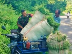 Babinsa Krueng Raya Bantu Warga Angkut Pakan Ternak, Perkuat Kedekatan TNI dengan Masyarakat