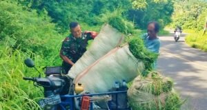 Babinsa Krueng Raya Bantu Warga Angkut Pakan Ternak, Perkuat Kedekatan TNI dengan Masyarakat