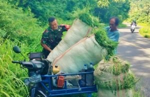 Babinsa Krueng Raya Bantu Warga Angkut Pakan Ternak, Perkuat Kedekatan TNI dengan Masyarakat