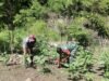 Babinsa Koramil 02/Sukakarya Bantu Perawatan Kebun Terong, Tingkatkan Kesejahteraan Petani