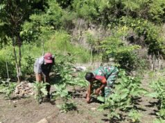 Babinsa Koramil 02/Sukakarya Bantu Perawatan Kebun Terong, Tingkatkan Kesejahteraan Petani